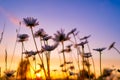 Flowers in the background of the sunset sky. Blooming flowers in summer time. Bright sky during sunset. Royalty Free Stock Photo