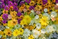 Flowers background. Yellow, white and fuchsia chrysanthemum flowers.