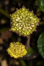 Flowers of Bahia Dorstenia