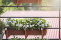 Flowers on the balcony. Flowers are hanging in pots. The concept of gardening and floriculture. On the railing of the Royalty Free Stock Photo