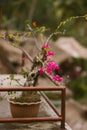 Flowers of Bali - bougainvillaea Royalty Free Stock Photo