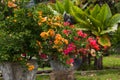 Flowers of Bali - bougainvillaea Royalty Free Stock Photo