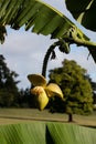 Flowers of banana tree with leaves and fruits in park Royalty Free Stock Photo