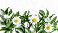 Flowers banner background. Fresh garden daisies on a light background, top view. Flat lay, copy space Royalty Free Stock Photo