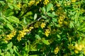 flowers barberry, a thorny shrub that bears yellow flowers and r