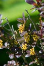 flowers barberry, a thorny shrub that bears yellow flowers and r