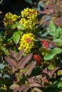 flowers barberry. a thorny shrub that bears yellow flowers and r