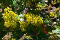 flowers barberry. a thorny shrub that bears yellow flowers and r