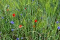 Wild growing blue Cornflowers at the edge of a barley field Royalty Free Stock Photo