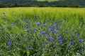 Wild growing blue Cornflowers at the edge of a barley field Royalty Free Stock Photo