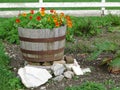 Flowers in Barrel