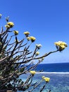 Flowers beach with blue sky and also windy that& x27;s mean iam on Holiday