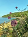 Flowers on the beach - Sea Garlic (Allium commutatum ) Royalty Free Stock Photo