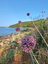 Flowers on the beach - Sea Garlic (Allium commutatum ) Royalty Free Stock Photo