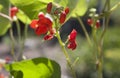 Flowers beans in the garden Royalty Free Stock Photo