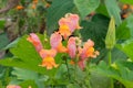 Flowers of beans is growing in rural garden. Bed in the garden. Blooming plants in farming Royalty Free Stock Photo