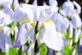 Flowers of the bearded iris in green background of meadow grasses. Iris germanica. Floral background Royalty Free Stock Photo