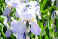 Flowers of the bearded iris in green background of meadow grasses. Iris germanica. Floral background Royalty Free Stock Photo