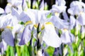 Flowers of the bearded iris in green background of meadow grasses. Iris germanica. Floral background Royalty Free Stock Photo