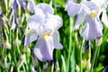 Flowers of the bearded iris in green background of meadow grasses. Iris germanica. Floral background Royalty Free Stock Photo