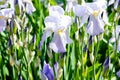 Flowers of the bearded iris in green background of meadow grasses. Iris germanica. Floral background Royalty Free Stock Photo