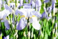 Flowers of the bearded iris in green background of meadow grasses. Iris germanica. Floral background Royalty Free Stock Photo