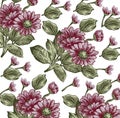 Flowers asters pattern. Realistic isolated flowers. Vintage baroque background. Wallpaper. Drawing engraving.