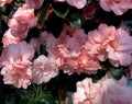 Flowers of a beautiful blooming Azalea in the sunlight. Pink bouquet of rhododendron in a pot. perfect gift and Royalty Free Stock Photo