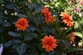 Annual dahlia flowers of different colors.