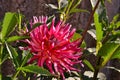 Annual dahlia flowers of different colors.