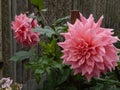 Annual dahlia flowers of different colors.