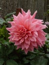 Annual dahlia flowers of different colors.