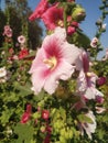 Flowers in garden