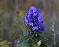 Azure Monkshood