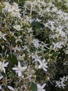 Flowers beautiful nature fall white Chicago floral pattern