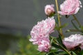 Flowers. Beautiful pink peonies in the garden on a summer day. Blooming pink peony in the sun Royalty Free Stock Photo