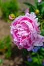 Flowers. Beautiful pink peonies in the garden on a summer day. Blooming pink peony in the sun Royalty Free Stock Photo