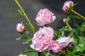 Flowers. Beautiful pink peonies in the garden on a summer day. Blooming pink peony in the sun Royalty Free Stock Photo