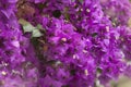 The Flowers of Beautiful Purple Bougainvillea, Close Up Greece Athens Royalty Free Stock Photo