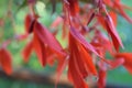 Flowers red downhead and beautiful