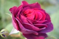 Pink rose red violet and beautiful