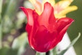 Flowers beautiful red tulip detailed in a green garden Royalty Free Stock Photo