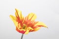 Flowers beautiful red and yellow tulip detailed Royalty Free Stock Photo