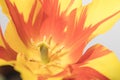 Flowers beautiful red and yellow tulip detailed Royalty Free Stock Photo