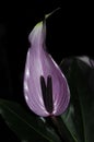 Violet laceleaf anthurium flower