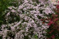 Flowers of a beauty bush, also called Kolkwitzia amabilis, Kolkwitzie or Perlmuttstrauch