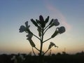 Flowers in beckground sunrises