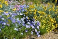 Flowers beds in Kings Park in Perth Royalty Free Stock Photo