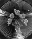 Flowers and bee warping though Monochrome Circle black and white circle Royalty Free Stock Photo