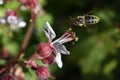 Flowers and the bees Royalty Free Stock Photo